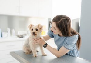 Spital veterinar non-stop, cu chirurgie, imagistică și terapie intensivă, se deschide sâmbătă, 5 septembrie, în Iulius Town