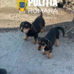 Poliția le reamintește proprietarilor de animale ce obligații au: microcipare, îngrijire și prevenirea abandonului