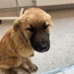 Cruzime greu de înțeles, la Sibiu! Un bărbat a aruncat un pui de câine într-un râu, după ce l-a legat într-un sac. Oameni cu suflet au salvat animalul de la moarte